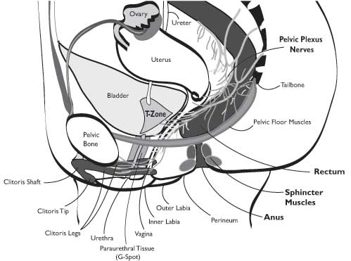 female anal anatomy female anal anatomy