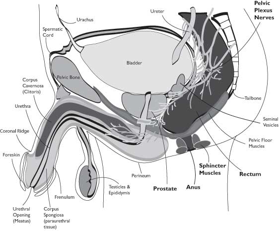 male anal anatomy. Before beginning, it's helpful to understand the anatomy ... male anal anatomy. Before beginning, it's helpful to understand the anatomy ...